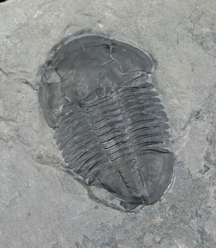 Asaphiscus Wheeleri Trilobite - Utah #6716